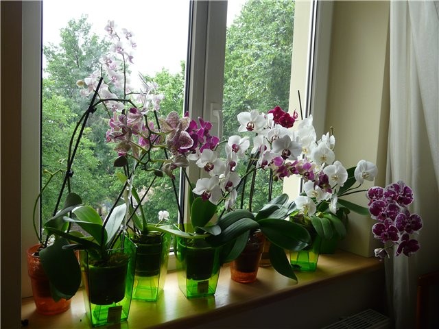 Девушки, никогда не держите орхидею дома! В офисе — можно, дома — нет